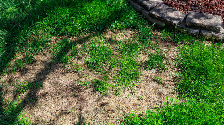 A patch of lawn in need of aeration