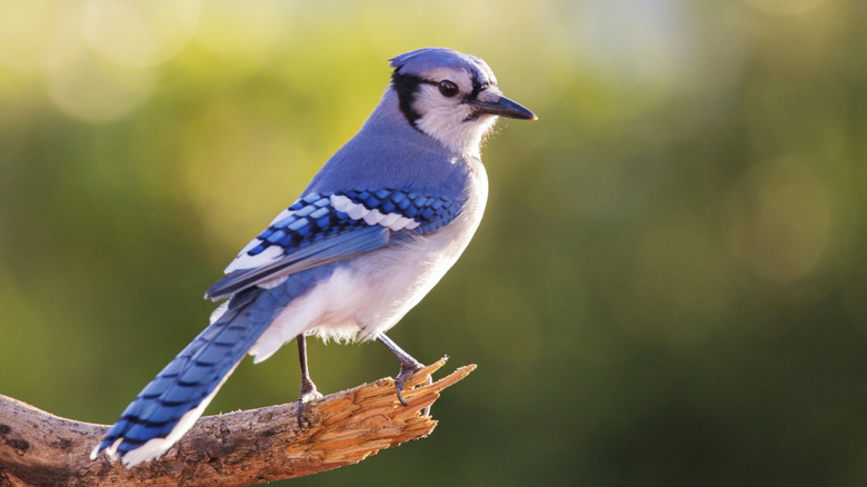 A blue jay sitting on a tree branch