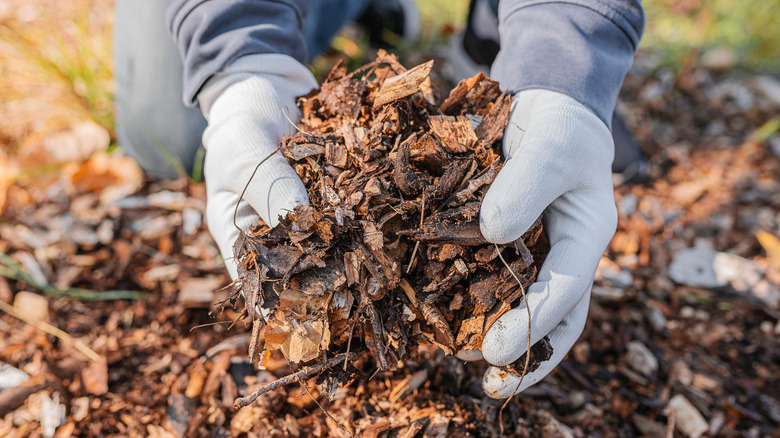 A gardener holding a handful of wood mulch