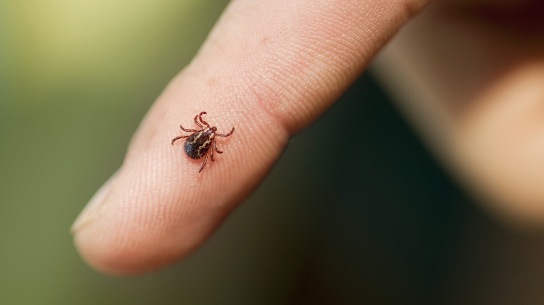 A tick crawls on a person's finger