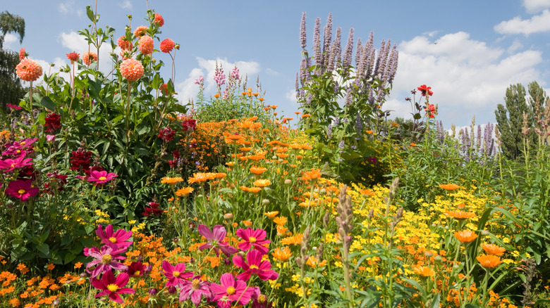 A native wildflower garden filled with colorful blooms.