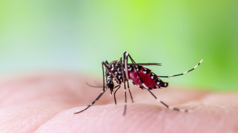 a mosquito sitting on a human hand