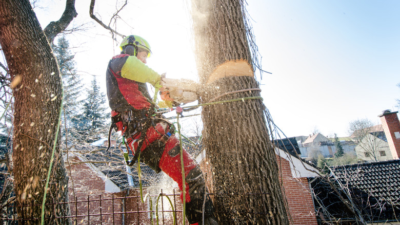 A professional is cutting trees in a residential area