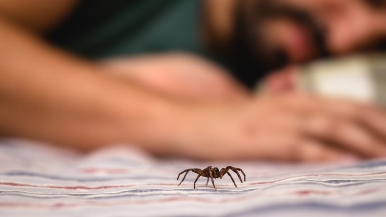 A spider crawls onto a bed as a man sleeps
