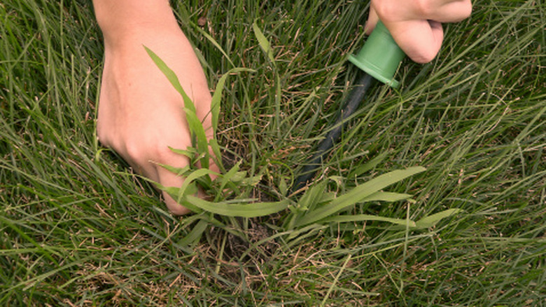 A person manually removes crabgrass