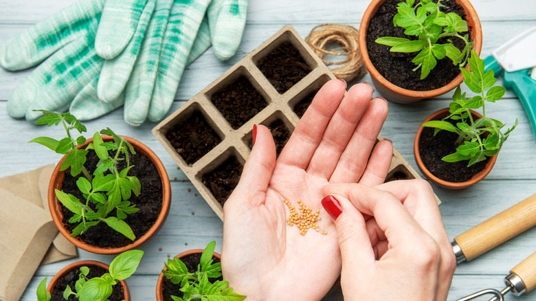 A woman placing seeds into her palm with potted plants in the background.