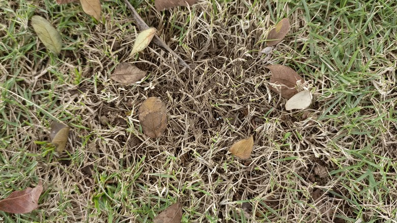 Patch of unhealthy, brown grass mixed with leaves