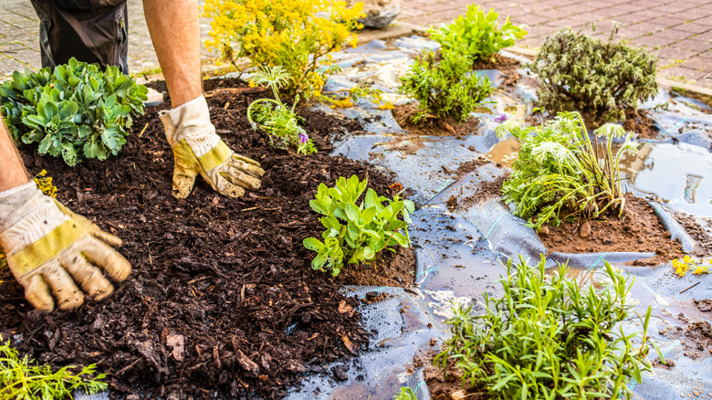 Person spreading mulch over landscaping fabric