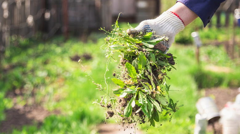 Person holding freshly pulled weeds