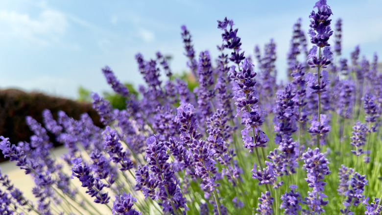 Lavender flowers against a blue sky