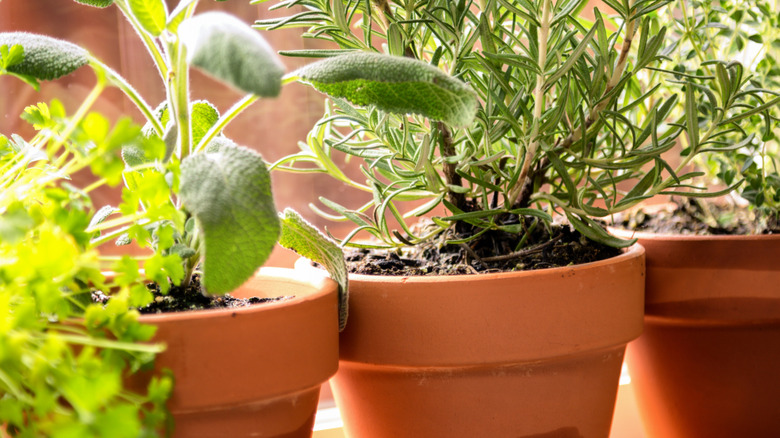 Clay planters containing a variety of herbs.