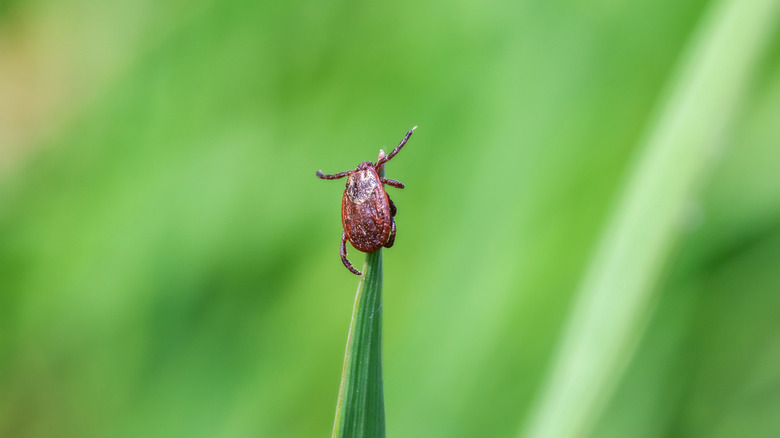 Tick on blade of tall grass