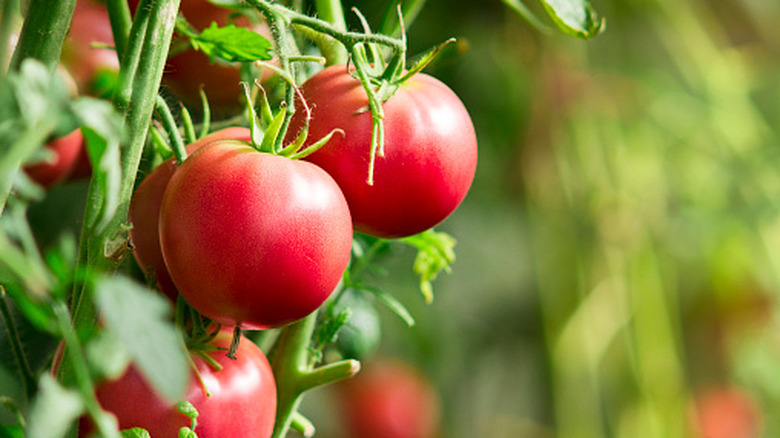 A closeup of tomato plants