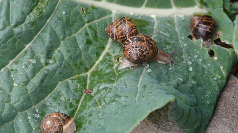 Snails crawling on cabbage leaf