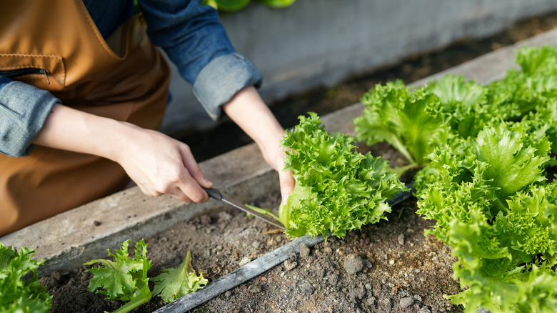 Hands cutting lettuce in a home vegetable garden bed