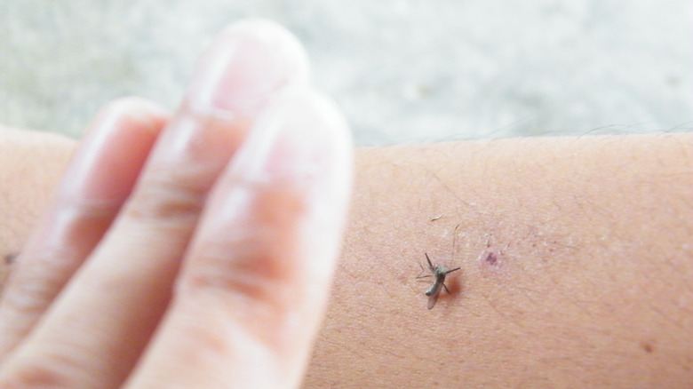 Hand about to hit mosquito biting arm