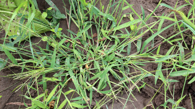 A close up of grabgrass growing in dirt