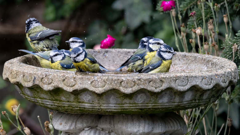 A group of birds hanging out in a birdbath