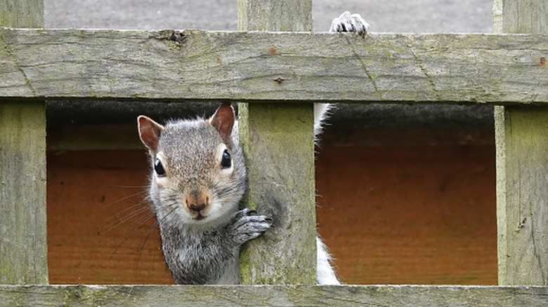 Squirrel climbing and peeking through a wooden fence