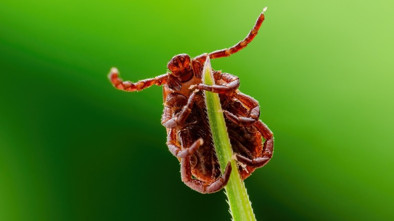Tick clinging to a blade of grass