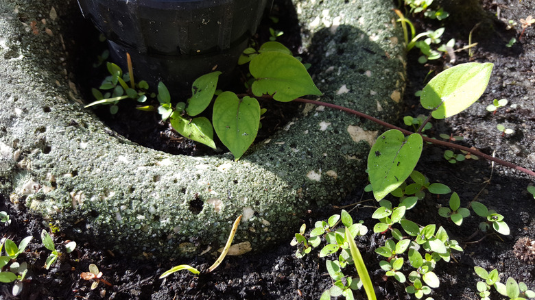 concrete donut up close in the ground with weeds surrounding it