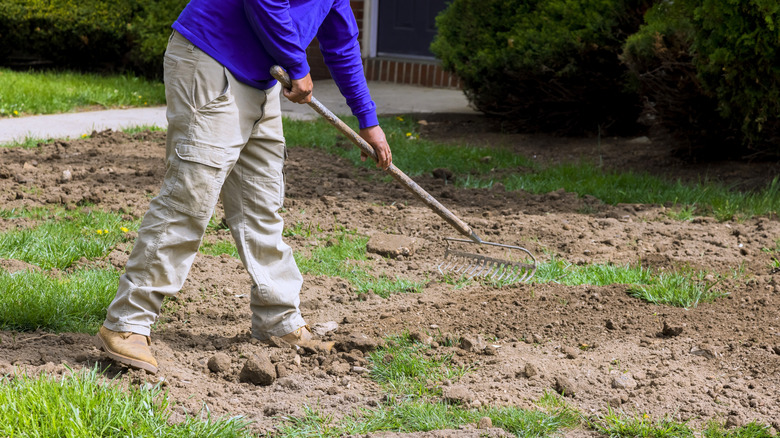 A person rakes grass seed into a lawn.