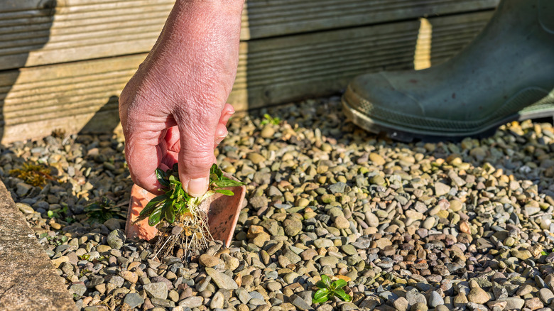 A person pulling weeds from a gravel surface