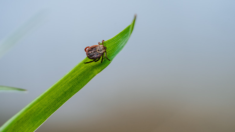 A tick crawling on a long grass blade