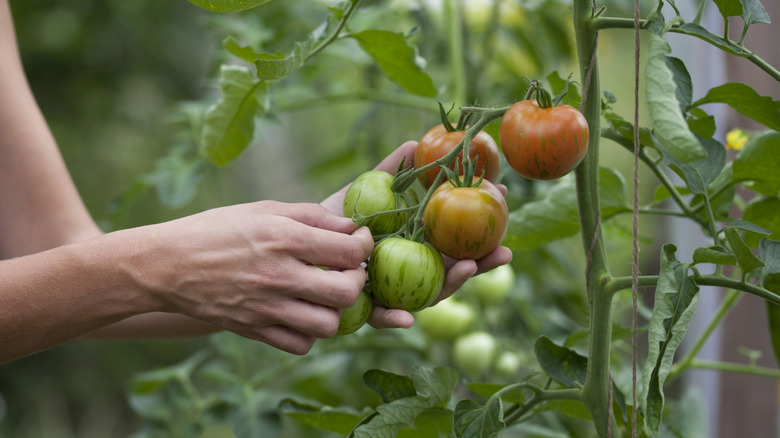 Hands harvesting tomatoes from a plant