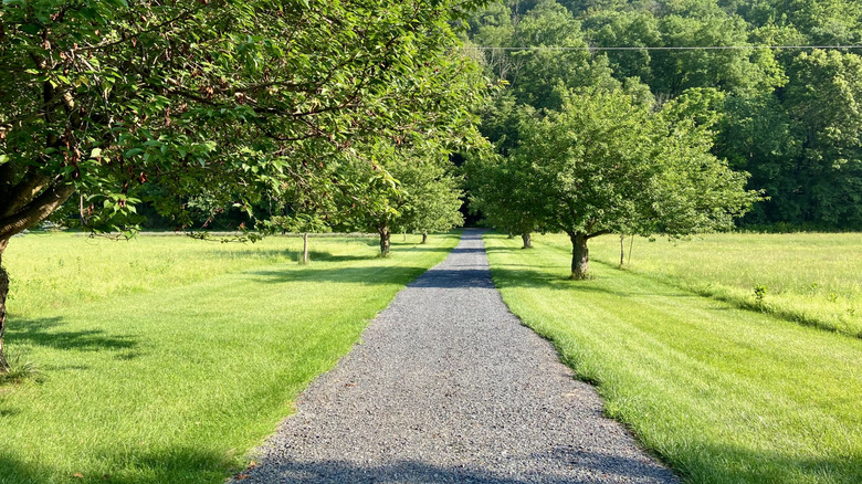 Long, tree-lined, gravel driveway