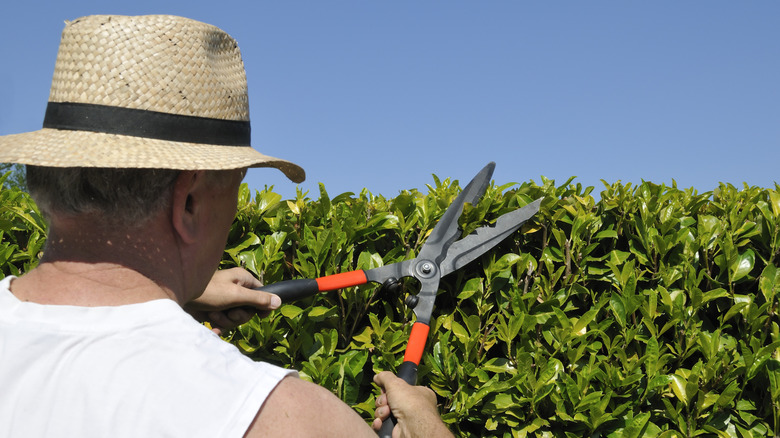 Man pruning and shaping a privacy hedge