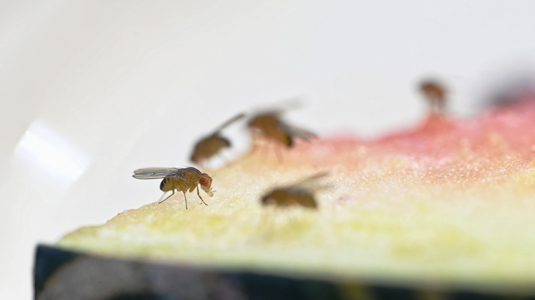 fruit flies feeding on watermelon