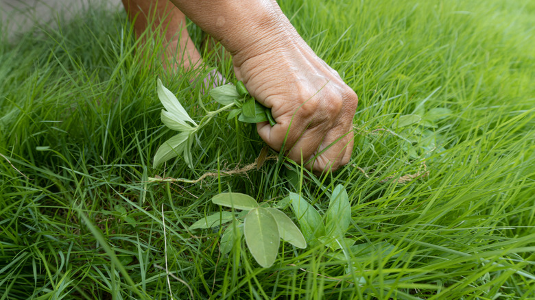 a person hand plucking weeds in the green grass