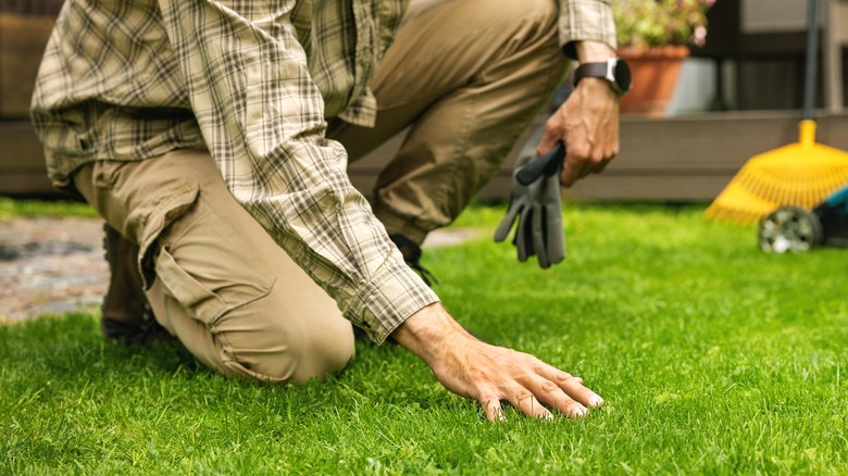 Man kneeling on lawn to touch healthy grass