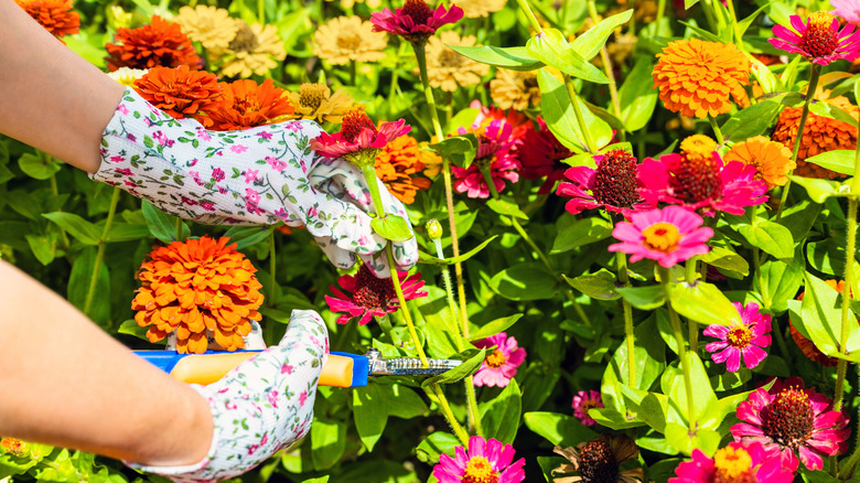 A gardener cuts a zinnia flower