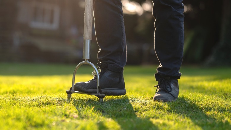 Person pushing a manual lawn aerator into grass