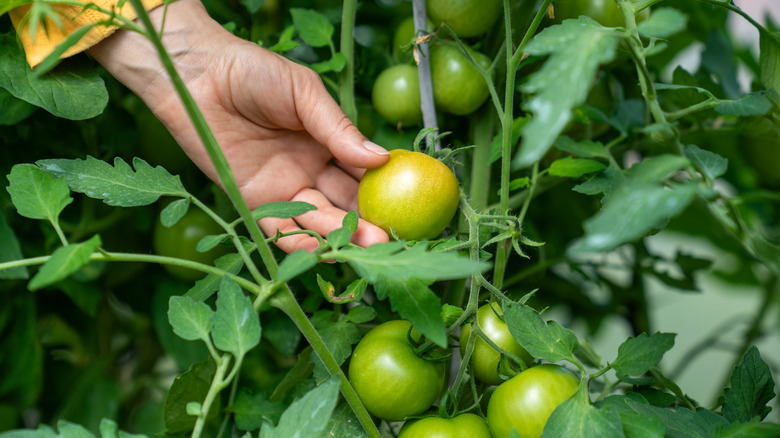 A hand touching an unripe tomato on a plant
