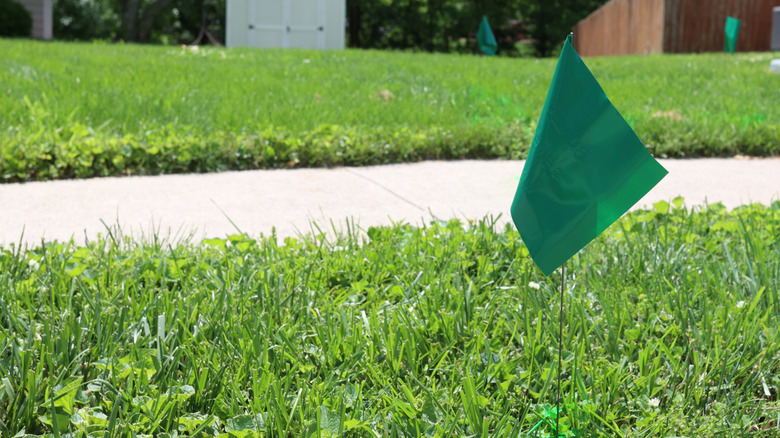A green utility marker flag in a lawn along a residential sidewalk.