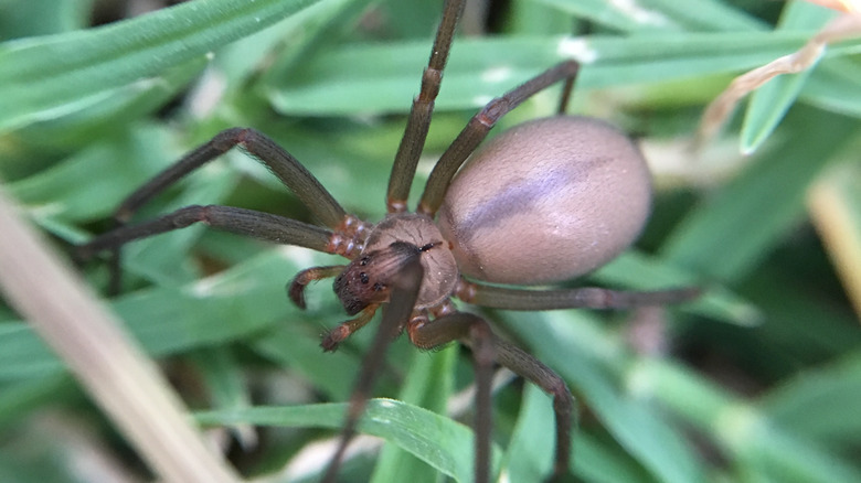 Close-up of a brown recluse spider in grass
