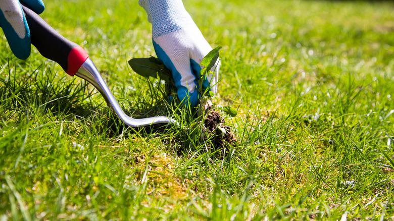 Gardener using a hand weeder to pull weeds