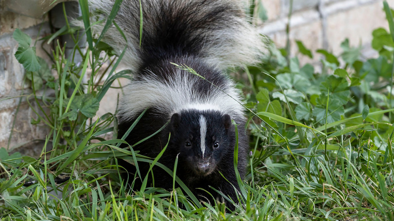 A skunk in a backyard.