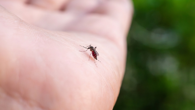 Mosquito on a person's hand