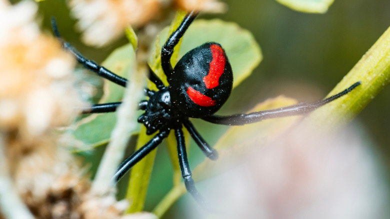 Black widow spider crawling on leaves