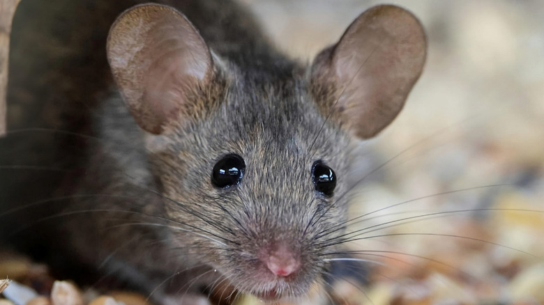 Close up photo of a brown house mouse
