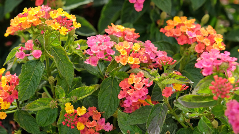 Orange, pink, yellow Lantana camara