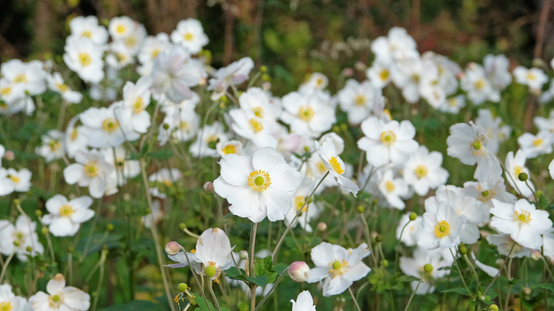 White Japanese anemone flowers in bloom