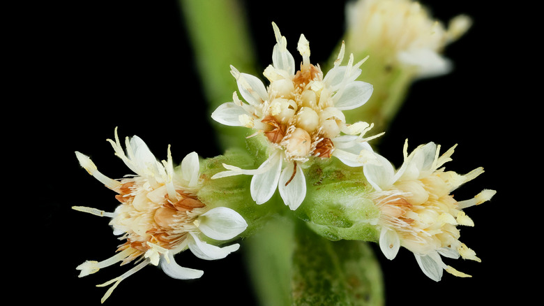 A closeup of white goldenrod flowers, which form tight clusters emerging from a green stalk.