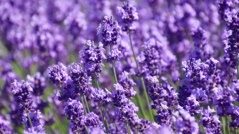 Lavender flowers in bloom in a garden