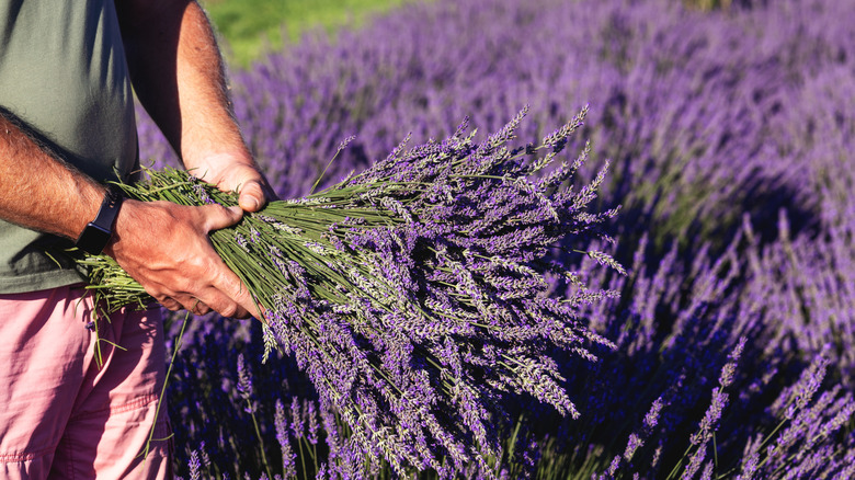 A man harvests lavender flowers.