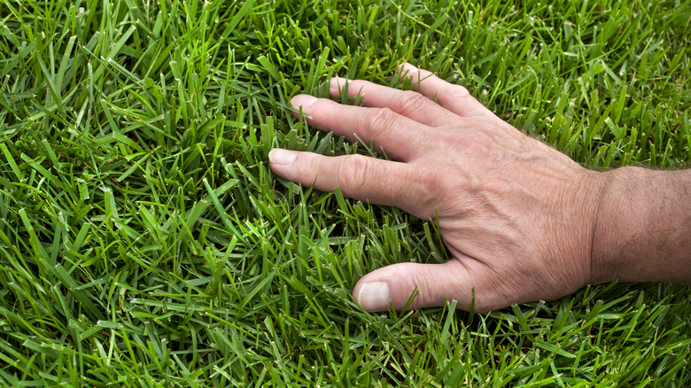 thick grass with a man's hand brushing over the top